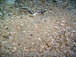 Where's the fish?  Two flatfish looking like sand.  Okina... by Bradley Mihelich 